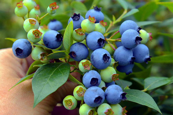 Hengshan Blueberry