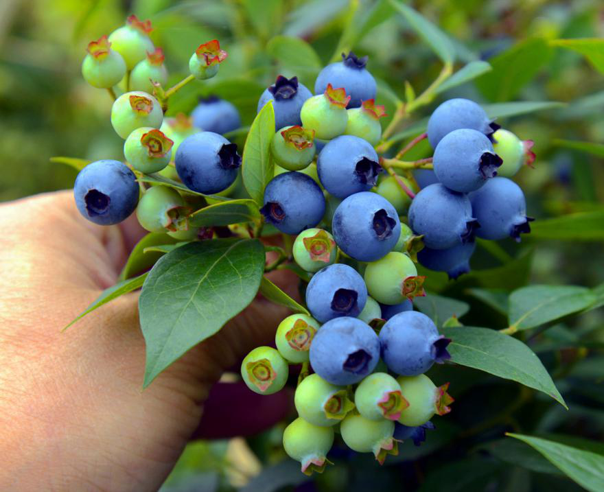 横山蓝莓